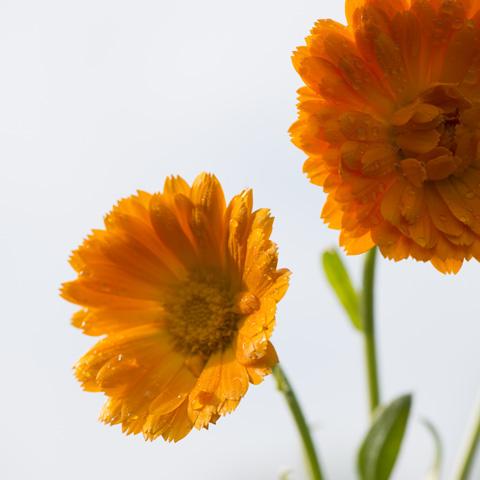 Calendula flower - close up