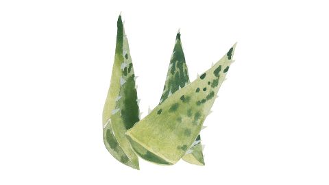 Prášok zo šťavy z listov Aloe Barbadensis