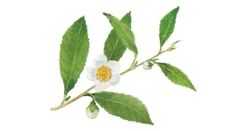 Extrakt z listov Camellia Sinensis (biely čaj)