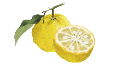 Extrakt z kôry yuzu