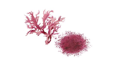 Extrakty z riasy Haematococcus pluvialis