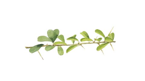 Bioflavonoidy z listov Maclura Cochinchinensis