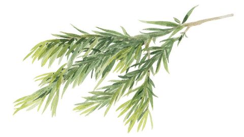 Tea Tree olej