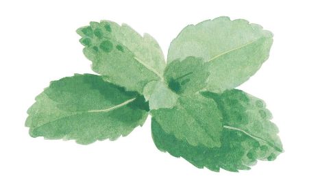 Olej listov mäty klasnatej (spearmint)