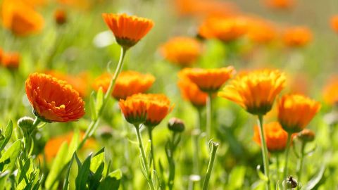 Calendula flowers close up