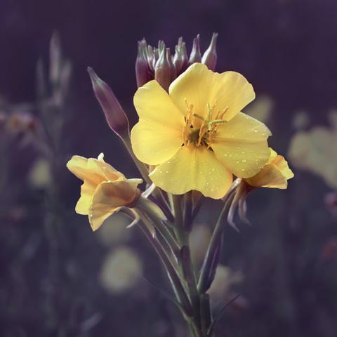 Evening primrose blossom close up