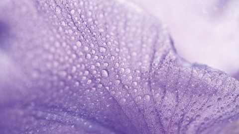 Iris petal with water pearls