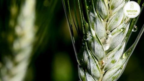 Wheat ear close up - video teaser