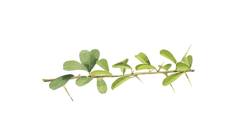 Maclura Cochinchinensis Leaf  Prenylflavonoids