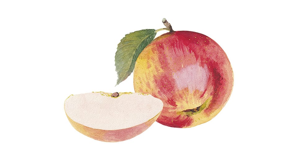 Pyrus Malus (Apple) Fruit Water