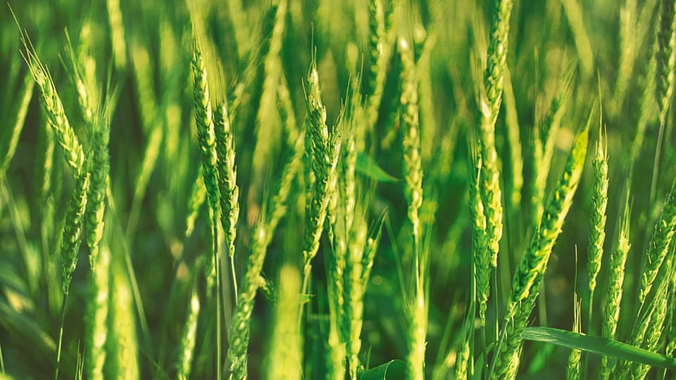 pšeničné pole