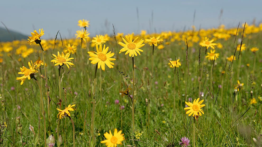 Arnika horská